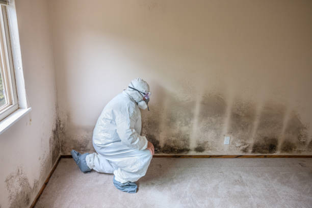 Trusted Martinez, CA Mold Inspection, Removal & Remediation Experts